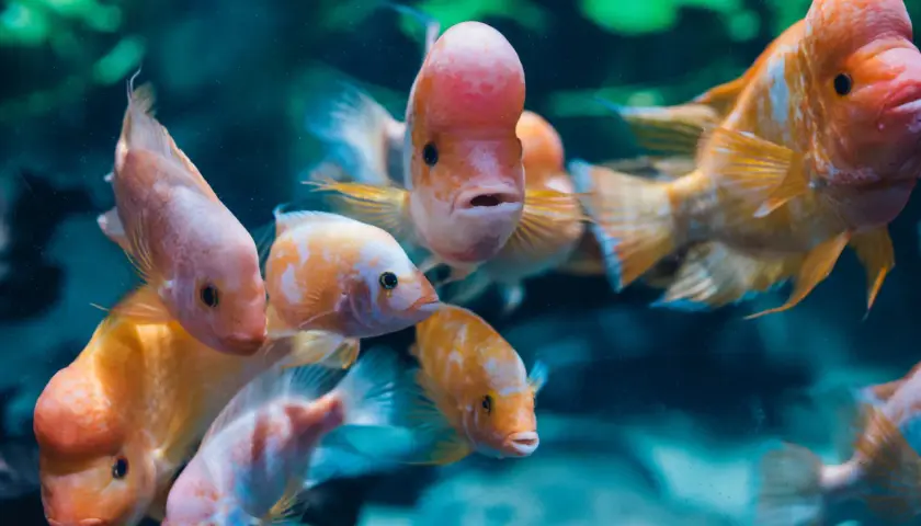 Ceny biletów do oceanarium w Gdyni – poznaj dostępne opcje i zniżki