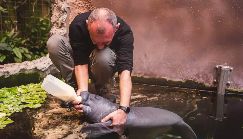 Opiekun karmi manata butelką. Praca w zoo, choć wymagająca, daje satysfakcję.