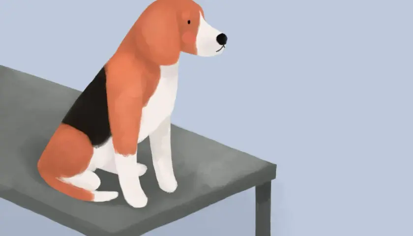 Trójkolorowy beagle siedzi na stole, czekając na wizytę u weterynarza.