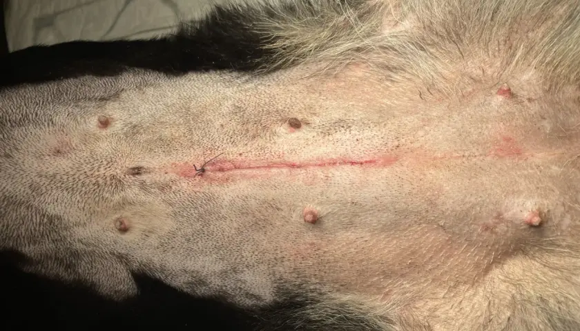 Widok brzucha psa po kastracji. Widoczna jest linia szwów, zaczerwienienie i kilka małych guzków.