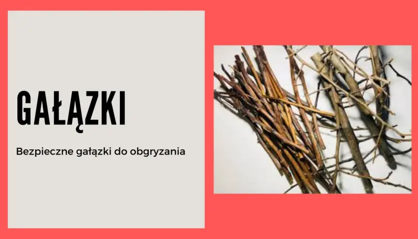 Gałązki brzozy to bezpieczny przysmak dla królika, który uwielbia je gryźć.