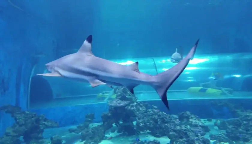 Oceanarium Reda - Niezapomniane przeżycia z rekinami i atrakcjami