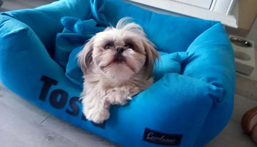Jakie legowisko dla shih tzu wybrać, aby zapewnić mu komfort?