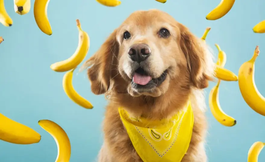 Czy Maltipoo może jeść banana? Bezpieczne porady dla Twojego psa