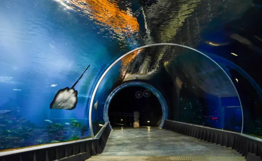 Afrykarium Wrocław: Największe Oceanarium w Polsce Poznaj Je!