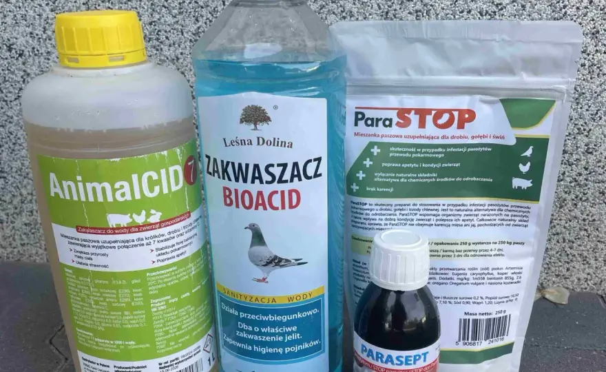 Kiedy odrobaczać gołębie, aby uniknąć problemów zdrowotnych?