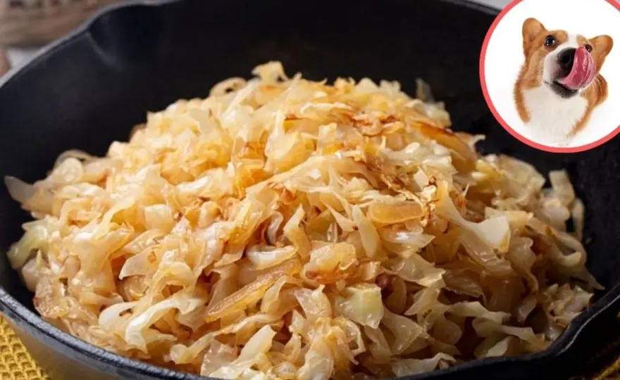 Czy pies może jeść kapustę kiszoną? Sprawdź fakty i ryzyko