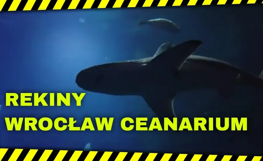 Rekiny w oceanarium Wrocław – fascynujące gatunki i ich tajemnice
