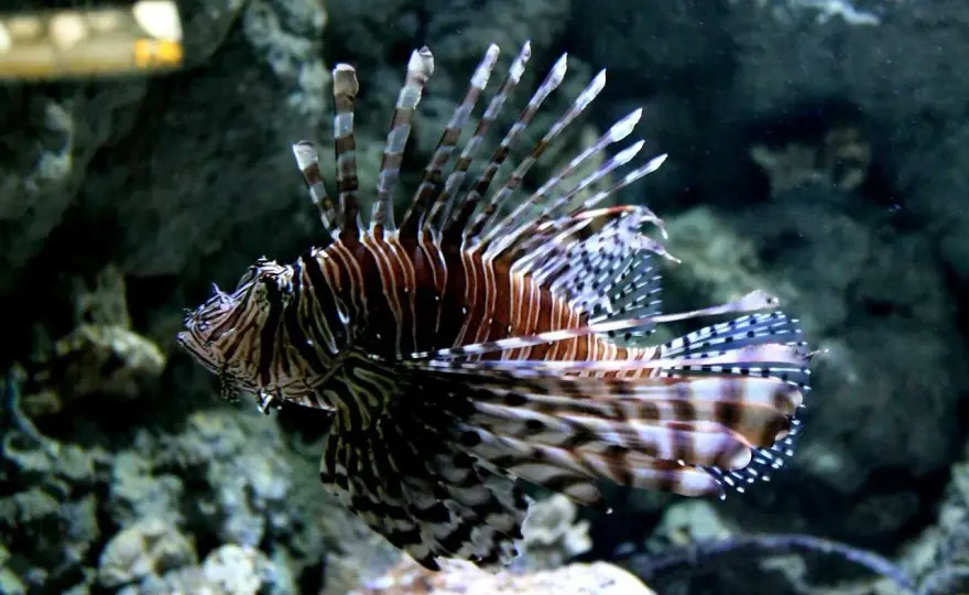 Akwarium w Gdyni vs Oceanarium w Gdańsku: Co działa dziś?