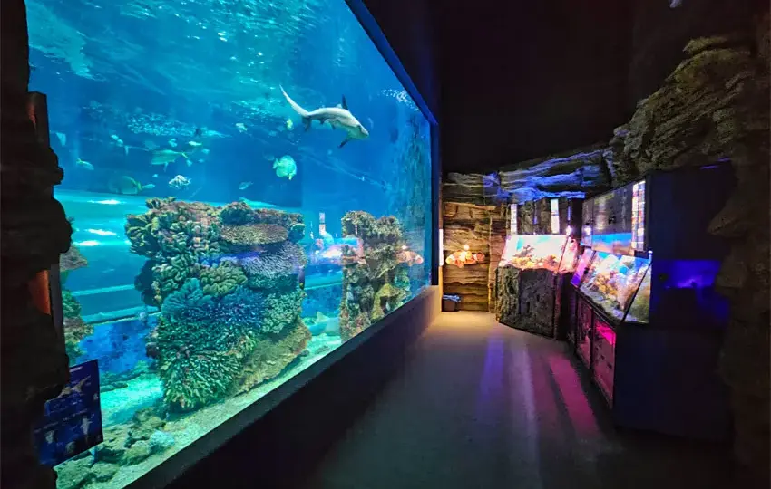 Oceanarium w Nyíregyházie – Fascynujące atrakcje i informacje dla odwiedzających
