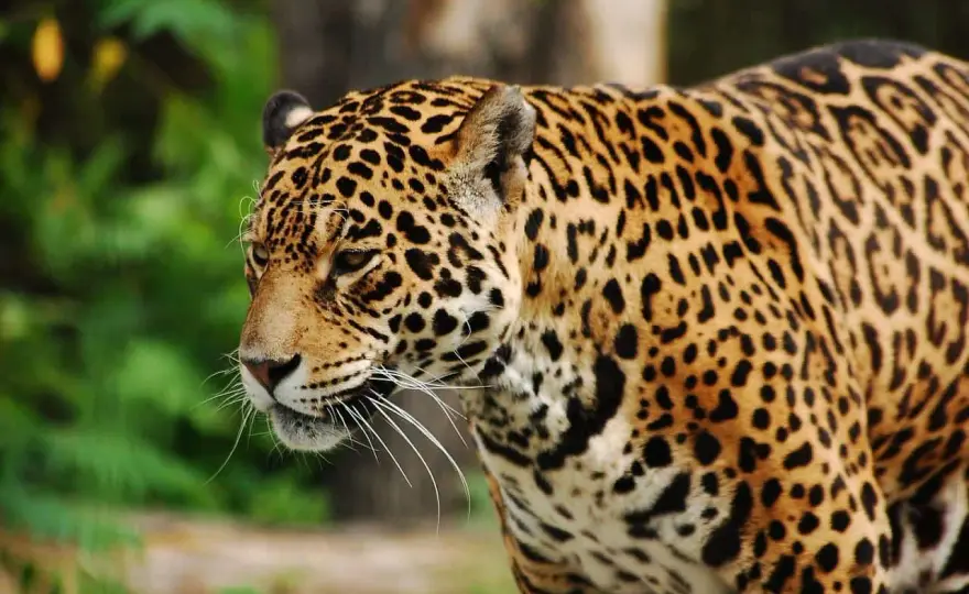 Ile zarabia pracownik ZOO? Poznaj realne stawki i benefity