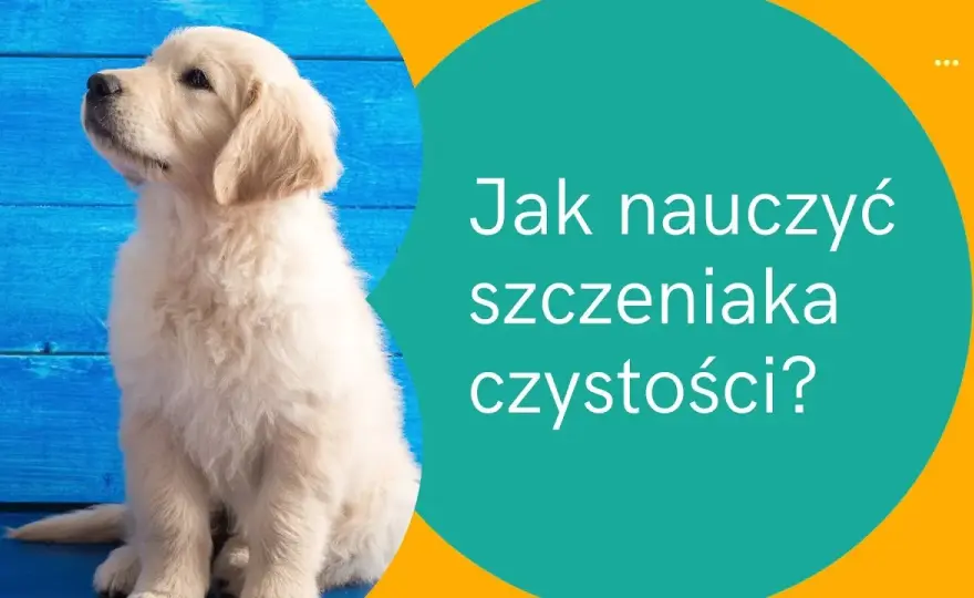 Jak nauczyć psa korzystać z kuwety - skuteczne metody i porady