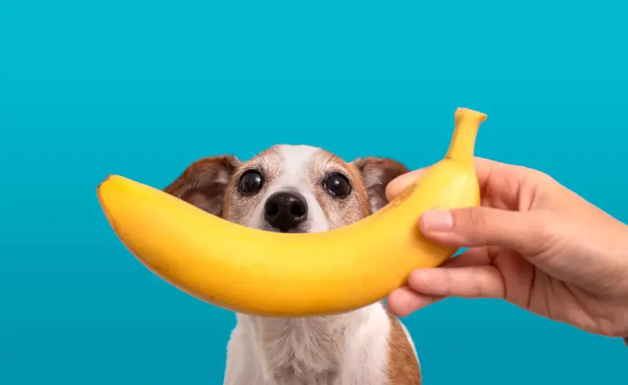 Czy pies może jeść banana i jabłko? Bezpieczne porcje i zagrożenia