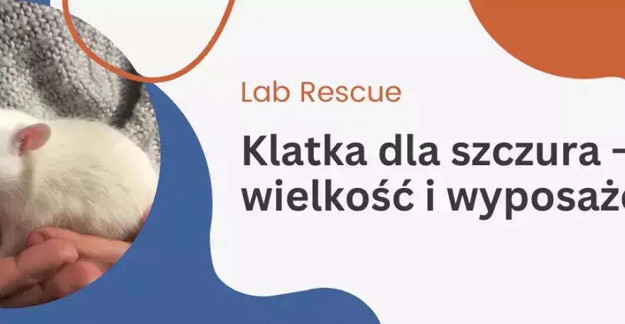 Najlepsza klatka dla szczura – uniknij najczęstszych błędów przy wyborze