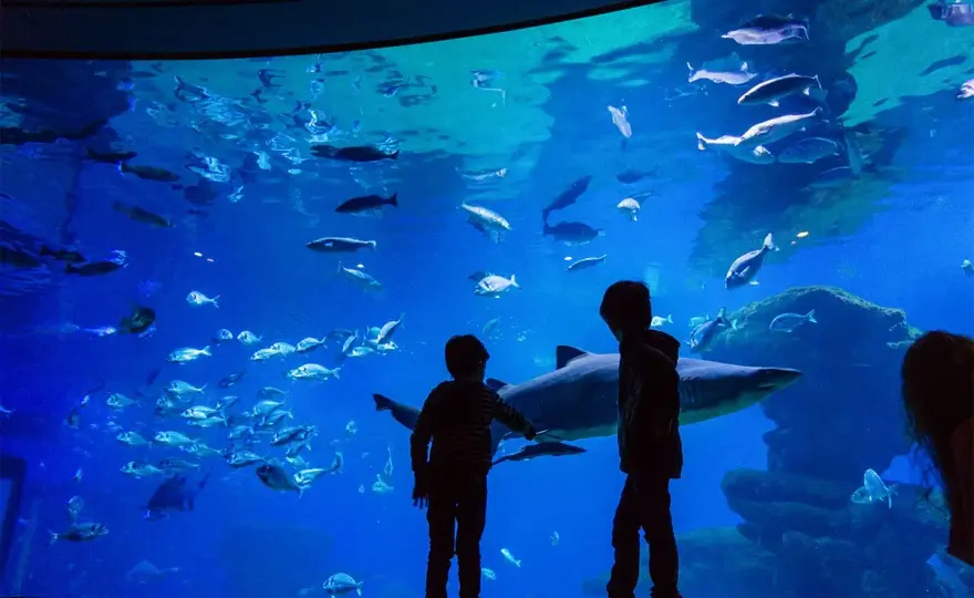 Oceanarium Majorka - fascynujące morski świat i atrakcje w Palma