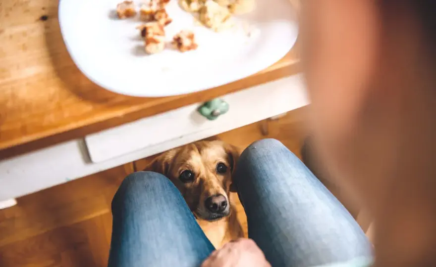 Czy pies może jeść mozzarellę? Bezpieczeństwo i alternatywy
