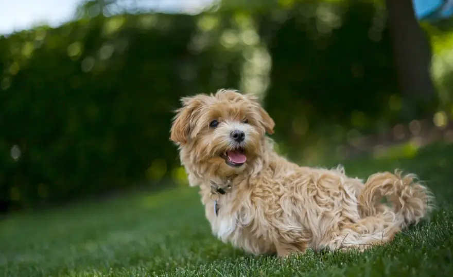 Dorosły Maltipoo: Wygląd, charakter, pielęgnacja i zdrowie