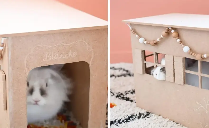 Jak zrobić bezpieczny domek dla królika z kartonu? Poradnik DIY
