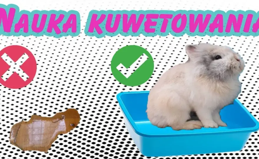 Jak nauczyć królika załatwiać się do kuwety bez frustracji i stresu