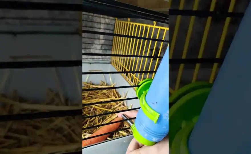 Jak nauczyć królika pić z poidełka i uniknąć problemów z nawadnianiem