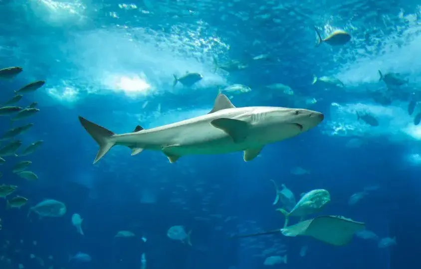 Oceanarium Ustka – Fascynujące gatunki ryb i niezapomniane atrakcje