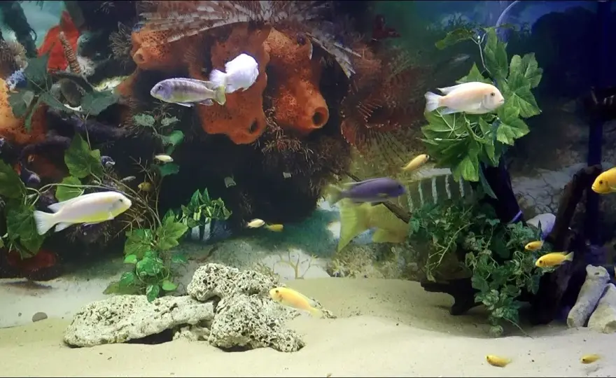 Oceanarium Łeba opinie - co mówią odwiedzający o tej atrakcji?