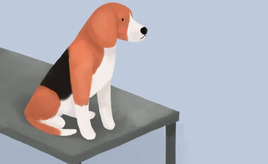 Kiedy do weterynarza z psem? Objawy, profilaktyka i pierwsza wizyta