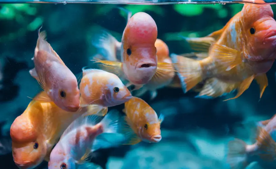 Oceanarium Gdynia - Fascynujący świat podwodnych stworzeń i atrakcji