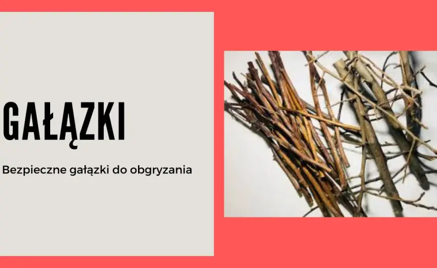 Czy królik może jeść gałązki brzozy? Bezpieczny przewodnik