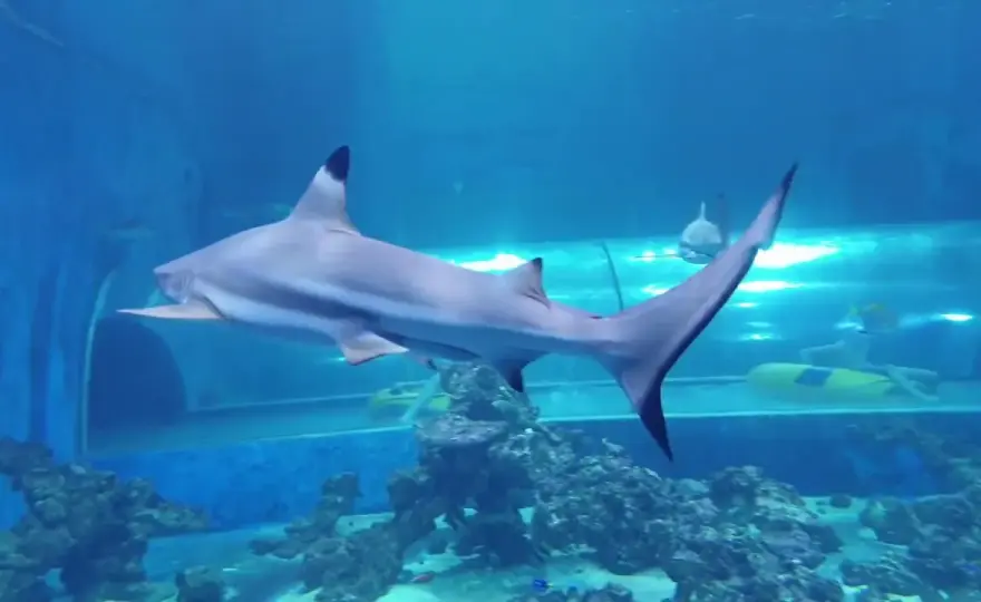 Oceanarium Reda - Niezapomniane przeżycia z rekinami i atrakcjami