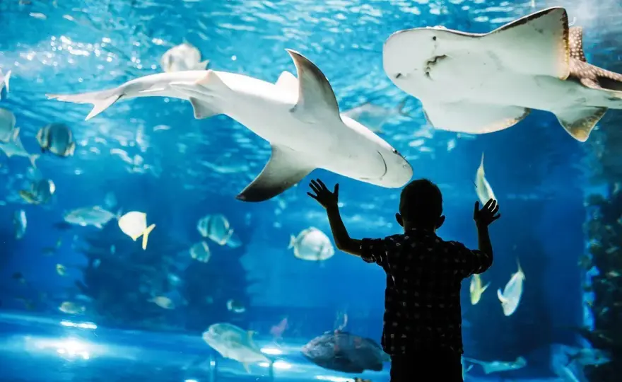 Najlepsze oceanaria w Hiszpanii: co warto zobaczyć i przeżyć