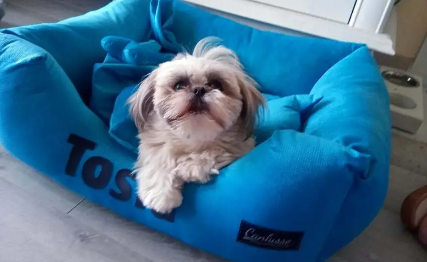 Jakie legowisko dla shih tzu wybrać, aby zapewnić mu komfort?