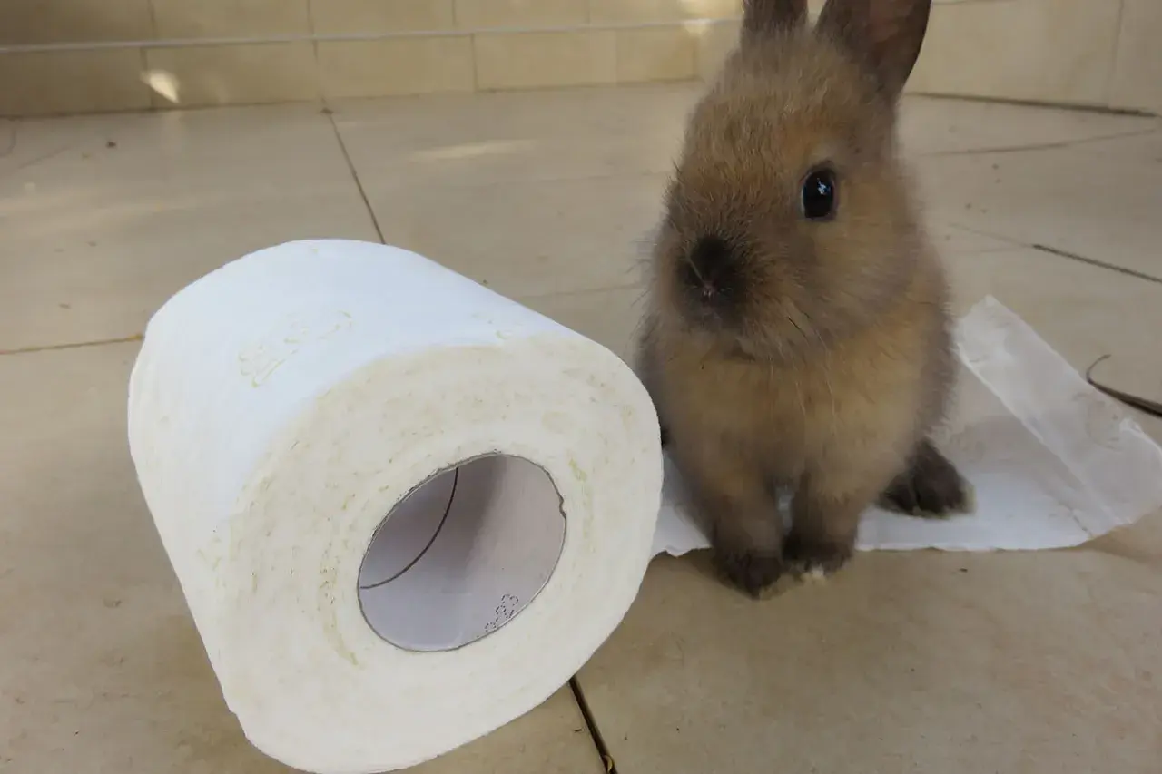 Mały króliczek siedzi obok rolki papieru toaletowego. Czy królik załatwia się do kuwety?