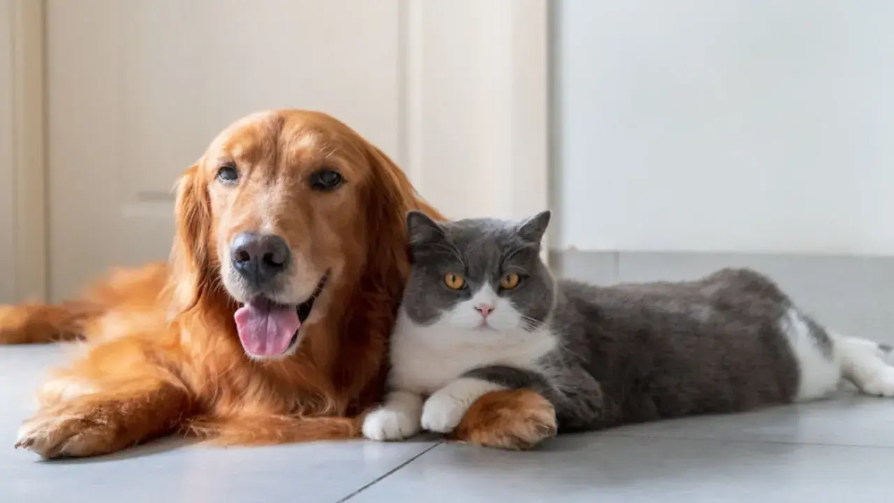 Złoty retriever i kot brytyjski krótkowłosy leżą obok siebie. Ciekawe, co to za rasa kota?