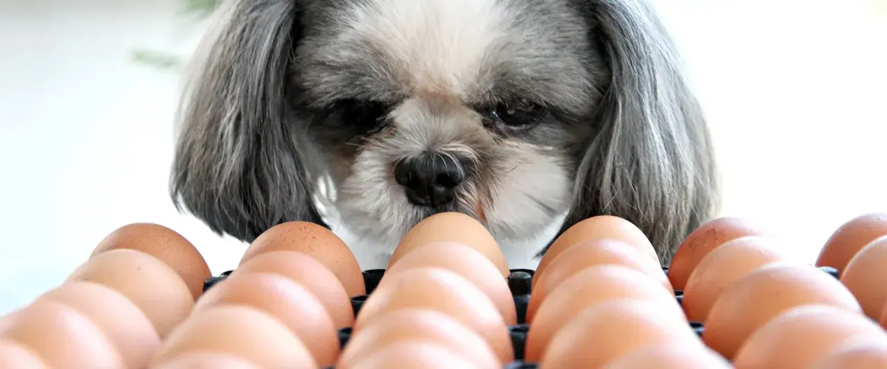 Shih tzu zastanawia się, czy jajko jest zdrowe dla psa. W tle widać rząd brązowych jajek.