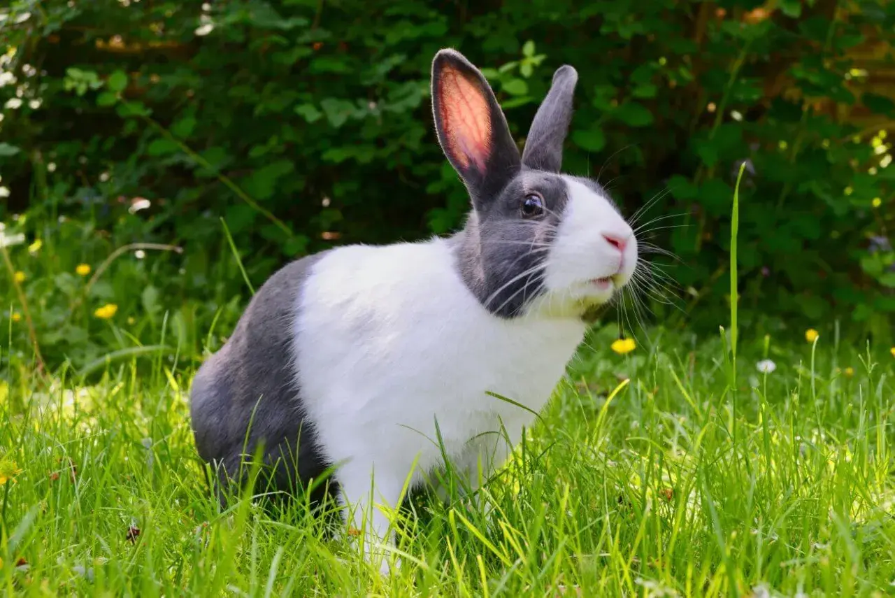 Uroczy królik w trawie. W niewoli żyje od 8 do 12 lat, a czasem dłużej.