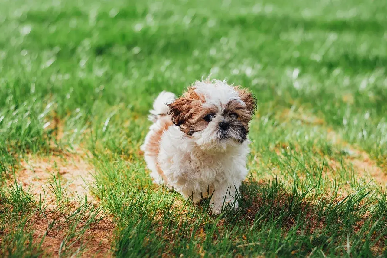 Uroczy szczeniak Shih Tzu na trawie. Zastanawiasz się, czy pies może jeść ciastka? Ten maluch wygląda, jakby marzył o smakołykach.