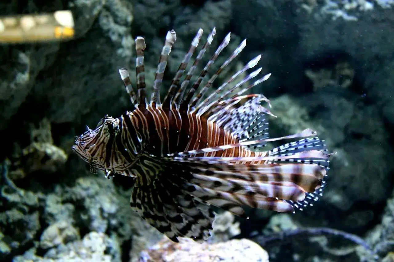 Skalnica w akwarium, która lepsze oceanarium gdańsk czy gdynia? Zobacz tę piękną rybę!