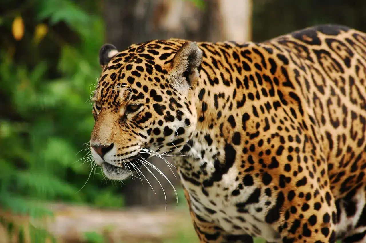 Piękny jaguar w zoo. Ciekawe, ile zarabia pracownik zoo, który się nim opiekuje.