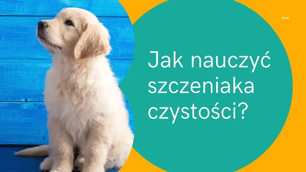 Jak nauczyć psa korzystać z kuwety - skuteczne metody i porady
