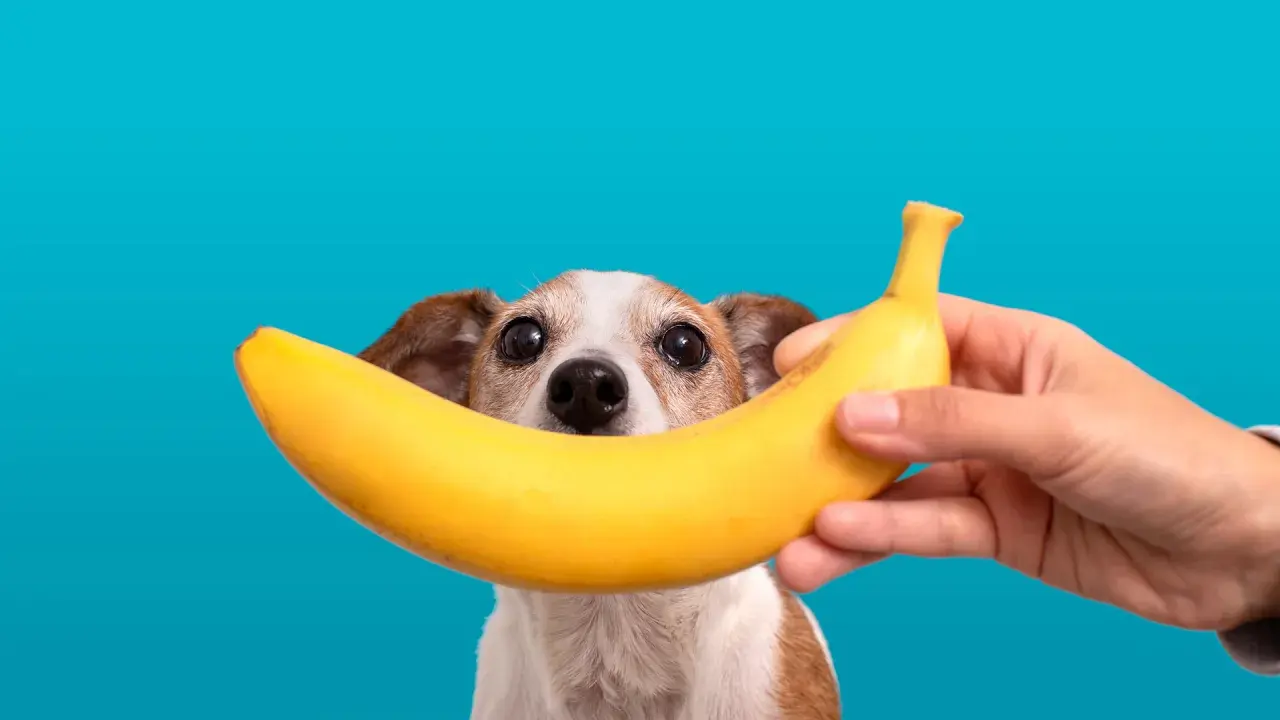 Czy psy mogą jeść banany i jabłka? Piesek z zaciekawieniem patrzy na banana trzymanego przez rękę.