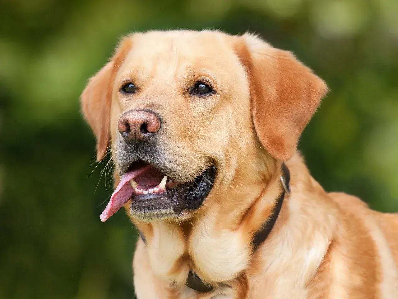 Złoty labrador z językiem na wierzchu, zastanawia się, czy psy mogą jeść jogurt naturalny.