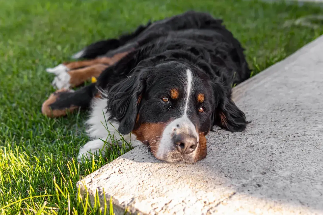 Bernese Mountain Dog leży na trawie, zastanawiając się, czy pies może jeść cukier.