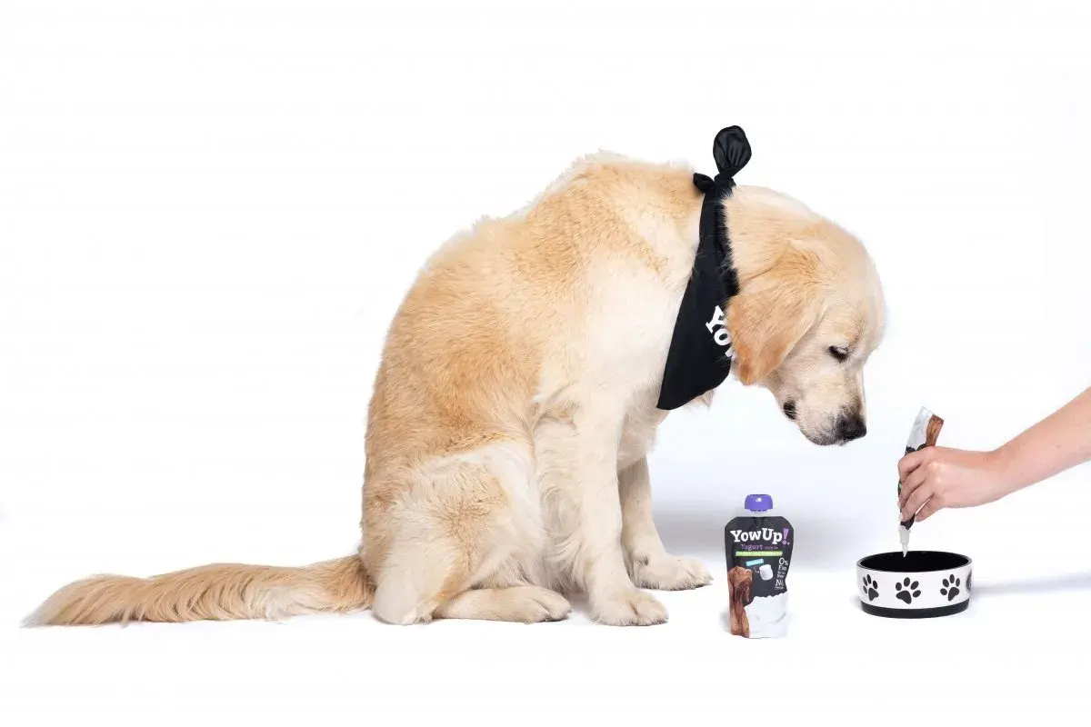 Złoty retriever w bandanie zastanawia się, czy pies może jeść jogurt naturalny bez laktozy. Obok stoi opakowanie jogurtu.