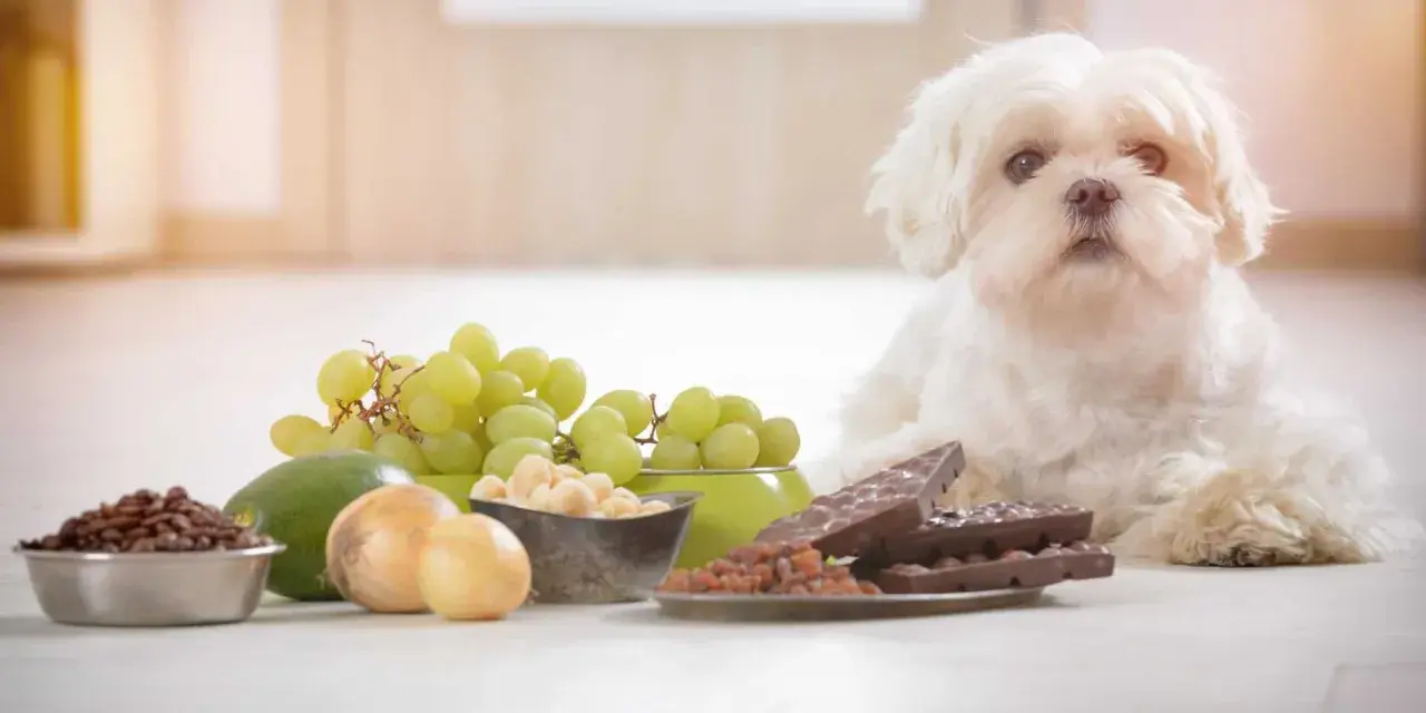 Biały piesek obok winogron, awokado, cebuli, kawy i czekolady. Czy pies może jeść ciasto? Nie, niektóre produkty są dla niego toksyczne.