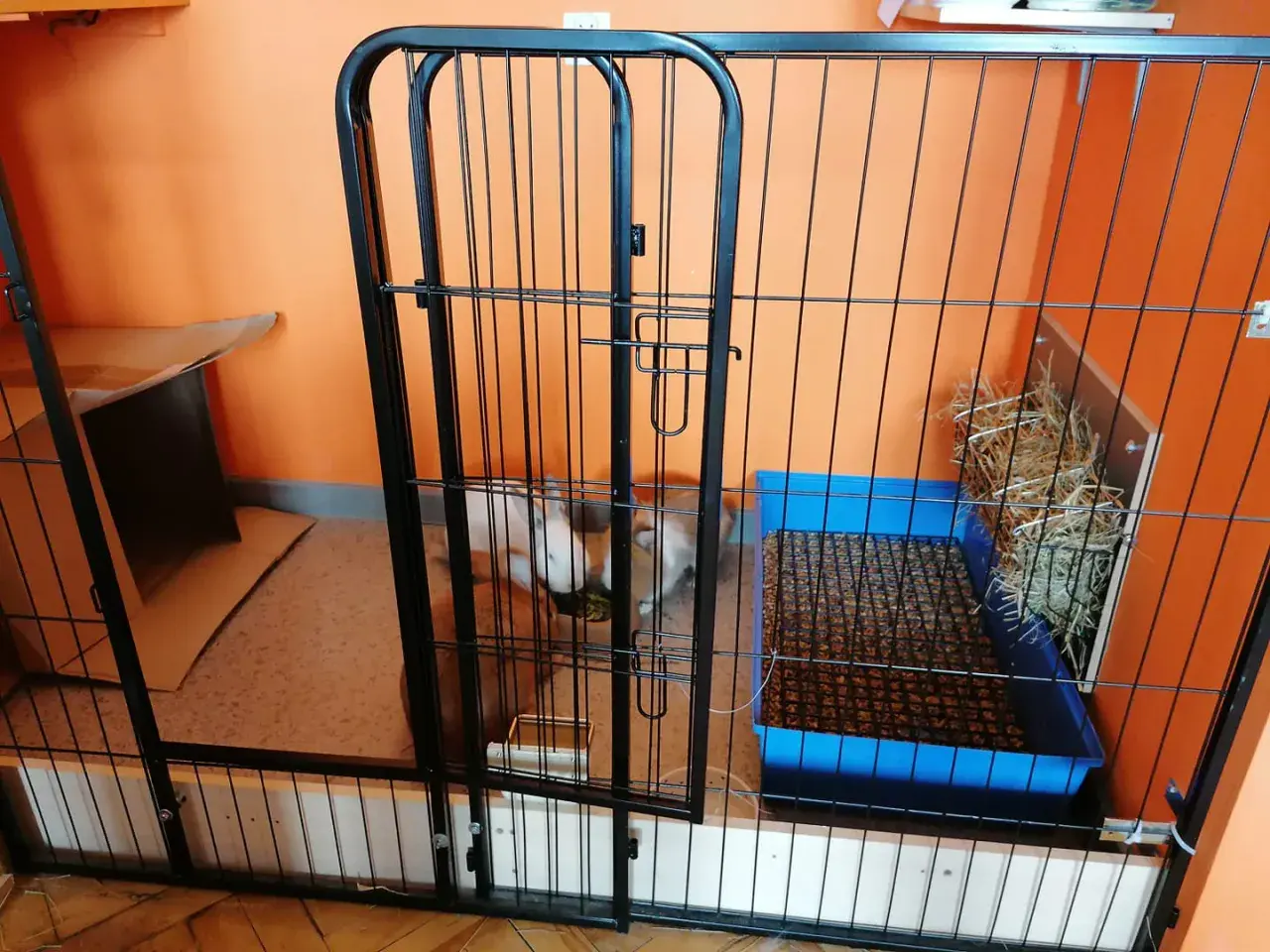 Jak przygotować klatkę dla królika: wybieg z kuwetą, siankiem i kartonowym domkiem. Królik czeka na swoje nowe lokum.