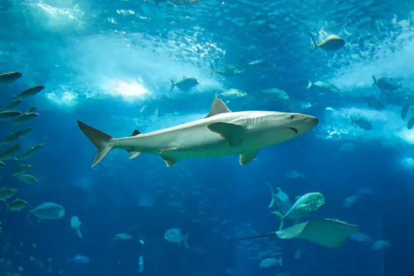 Oceanarium Ustka – Fascynujące gatunki ryb i niezapomniane atrakcje