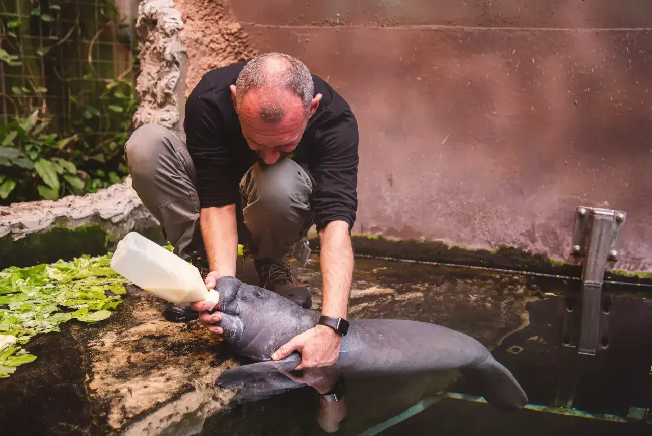 Opiekun karmi manata butelką. Praca w zoo, choć wymagająca, daje satysfakcję.