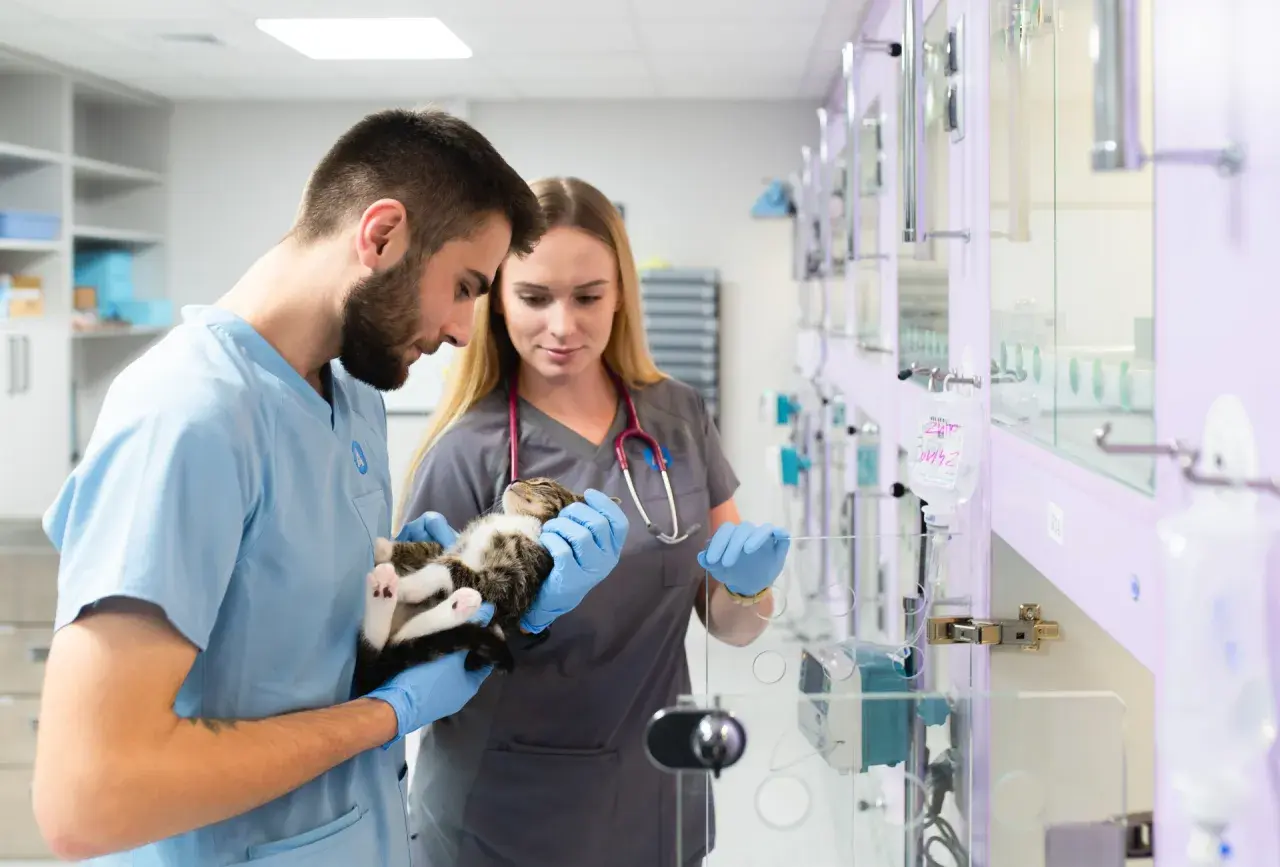 Weterynarze w przychodni weterynaryjnej Vetamicor troskliwie badają małego kotka.