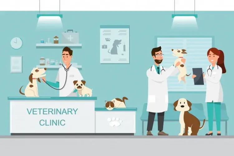Czy weterynarz to doktor? Poznaj różnice i tytuły w weterynarii